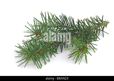 Tannenzweig ramo fir 04 Foto Stock