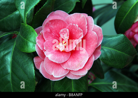 CAMELLIA X WILLIAMSII SALTARE MARZO Foto Stock