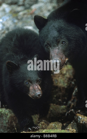 Madre Cub, orso nero (Ursus americanus vancouveri), Clayoquot Sound, Isola di Vancouver, British Columbia, Canada Foto Stock