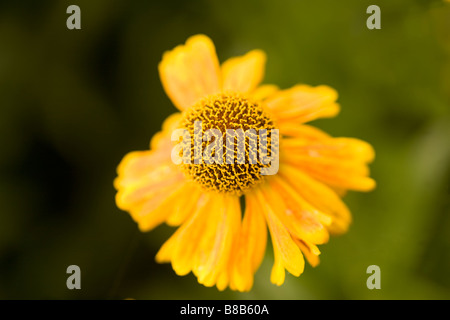 Un giallo brillante Helenuim sneezeweed o con un più scure striature di colore arancione e finemente crenulated center Foto Stock