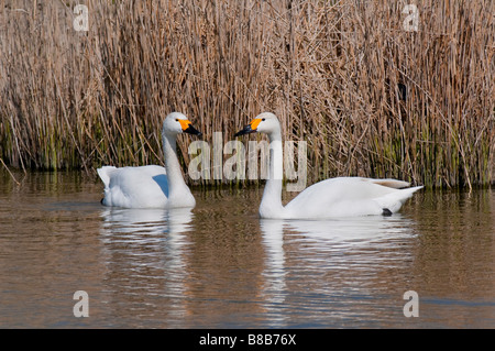 Singschwan (Cygnus cygnus) Unione Whooper swan Foto Stock