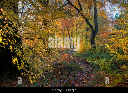 Via boscose su artisti corsia su 'Il bordo' in autunno, Alderley Edge, Cheshire, Inghilterra, Regno Unito Foto Stock