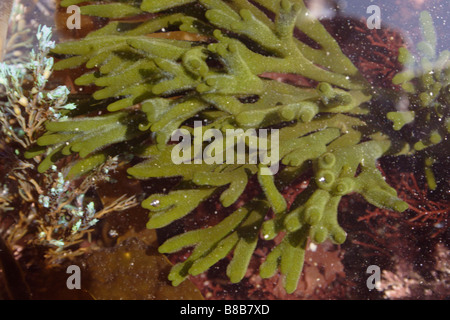 Avvisatore acustico di velluto Codium tomentosum un' alga verde in un rockpool REGNO UNITO Foto Stock