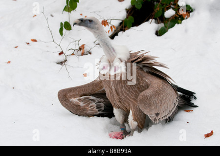 Gänsegeier (Gyps fulvus) - avvoltoio grifone Foto Stock