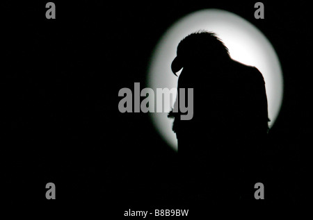 Aquila calva Silhouette Foto Stock