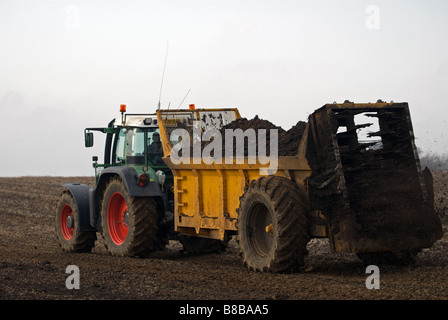 Nei letami essendo diffuso su un campo in Hollesley, Suffolk, Regno Unito. Foto Stock