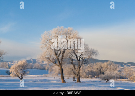 Stand di pioppi neri americani alberi nella neve su un freddo inverno mattina con la nebbia e il profondo blu del cielo Foto Stock