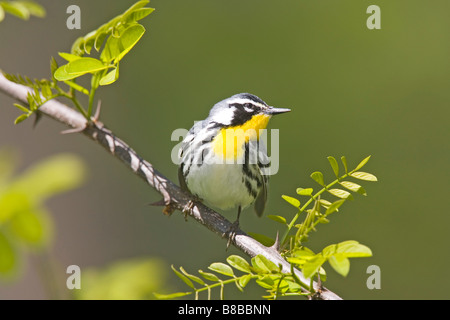 Giallo-throated Trillo Dendroica dominica Danville Virginia Stati Uniti 8 Maggio Parulidae adulti Foto Stock