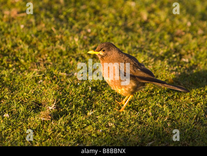 Un Tordo Falkland (Turdus falcklandii falcklandii) sulle Isole Falkland. Foto Stock