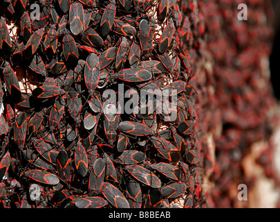 Infestazione o grande gruppo di red e black box elder bugs Foto Stock