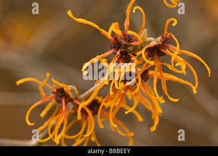 Close-up di Hamamelis x intermedia "Jelena' (amamelide) un arbusto che fiorisce a fine inverno. Foto Stock