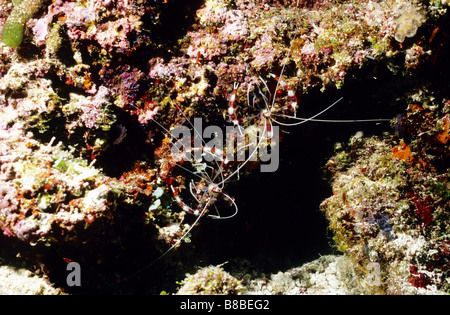 Crostacei - insetti del mare. Phylum: Arthropoda (insetti) Subphylum: crostacei. Malacostraca. Gamberetti grigi. Nastrare Boxer gamberi. Foto Stock