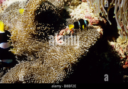 Avvistato porcellanidae granchio. Crostacei - insetti del mare. Artropodi (insetti) Malacostraca - granchi. Foto Stock