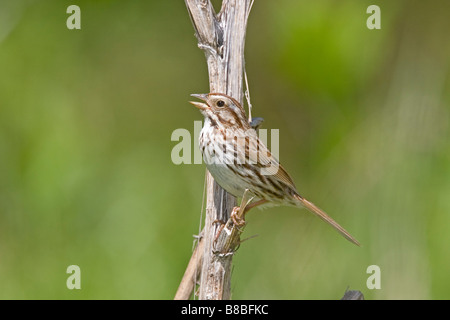 Song Sparrow Melospiza melodia Danville Virginia Stati Uniti 8 Maggio Emberizidae adulti Foto Stock