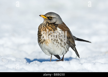 Allodole Cesene Beccacce (Turdus pilaris) nella neve, Cambridgeshire, Inghilterra Foto Stock