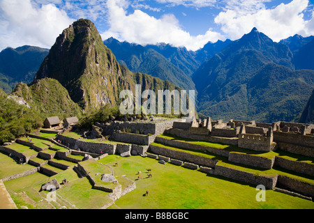 Llama a Machu Picchu Foto Stock