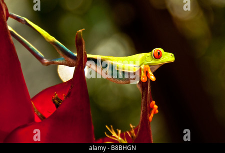 Red-eyed raganella in Costa Rica