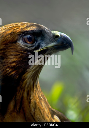 Brown Falcon 'Falco berigora' maschio Foto Stock