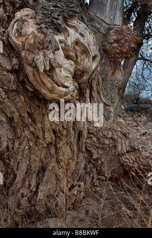 Tronco di albero con crescite molti su di esso Foto Stock