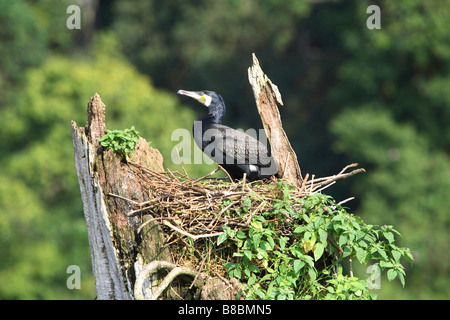 Cormorano (Phalacrocorax carbo), seduto su un nido a Parco Nazionale del Periyar, Thekady, Kerala, India. Foto Stock