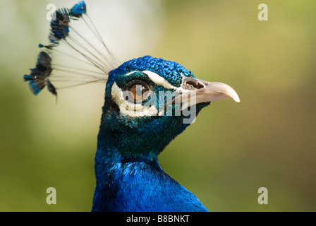 Ritratto di un indiano maschio blu pavone (Pavo cristatus). Umgeni Bird Park, Durban, Kwazulu Natal Provincia, Sud Africa Foto Stock