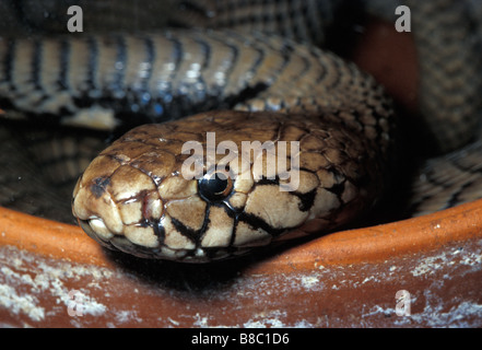 Mozambico sputare cobra Naja mossambica mossambica ritratto, Elaphidae Foto Stock