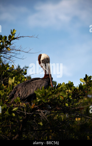 Brown pelican seduti sulla cima di rosso le mangrovie Rhizophora mangle, a Green Sea Turtle Cove, Santa Cruz, Isole Galapagos, Ecuador nel mese di settembre Foto Stock