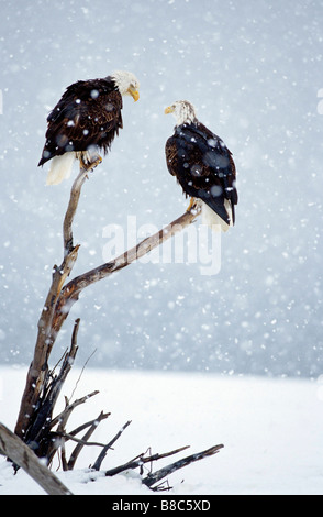 Accoppiamenti dell'Aquila calva Foto Stock