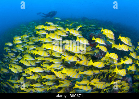 Una scuola di Bluelined lutiani Foto Stock