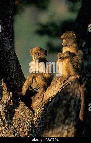 BABBUINO DI CHACMA Foto Stock