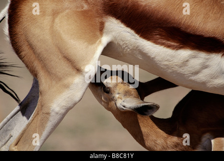 SPRINGBOK allattamento Foto Stock