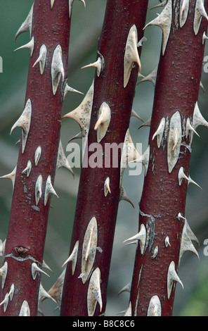 Spine di rosa canina Foto Stock