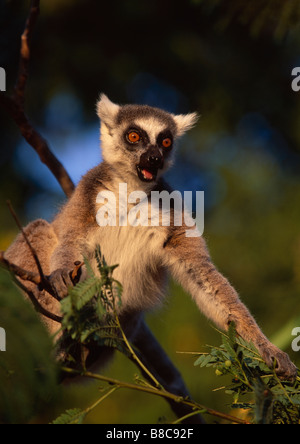 Anello-tailed LEMUR Foto Stock