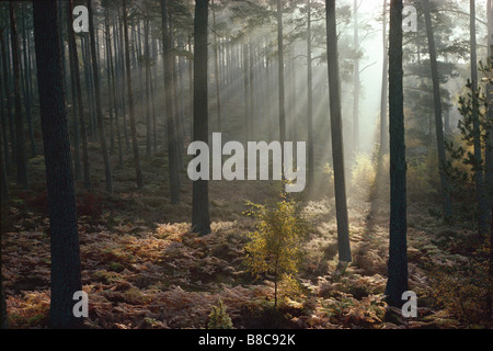 ABERNETHY FOREST Foto Stock