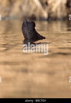 Proboscide in acqua Foto Stock