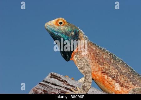 Massa maschio AGAMA SA (AGAMA SA aculeata) in luminosi colori di allevamento, Kgalagadi Parco transfrontaliero, Sud Africa Foto Stock