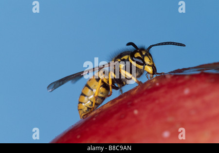 WASP mangiare apple Foto Stock