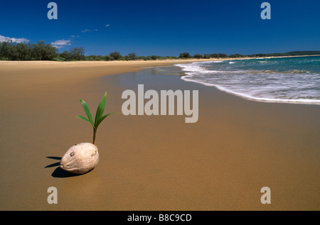 La germinazione di cocco Foto Stock