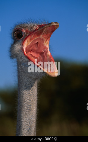 Testa dello struzzo Foto Stock