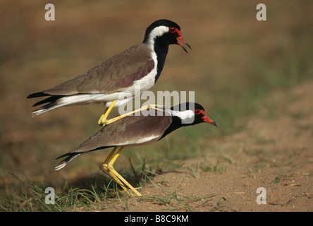 Pavoncelle accoppiamento Foto Stock