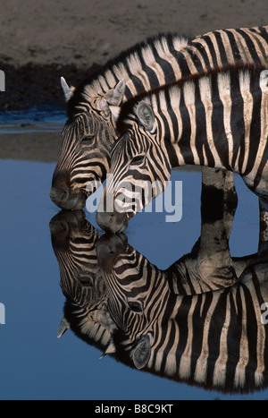 Le pianure zebre di bere Foto Stock