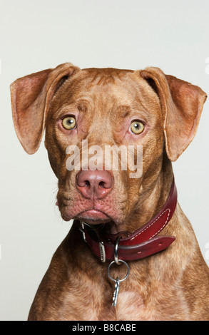 Ritratto Pit Bull Terrier Foto Stock