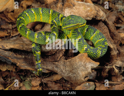 WAGLER PALM di VIPER Foto Stock