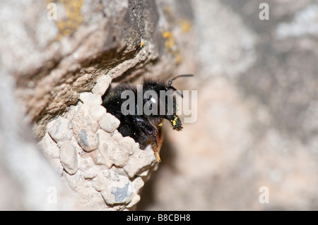 Weibl. Mörtelbiene (Megachile parietina) Foto Stock