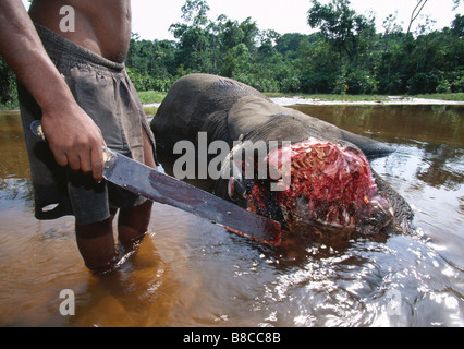 ELEFANTE MORTO Foto Stock