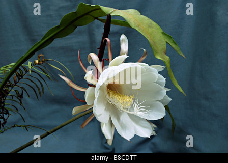 Vista ravvicinata di Bramhakamal, Brahma Kamal, Saussurea obvallata, Asteraceae, Pune Foto Stock