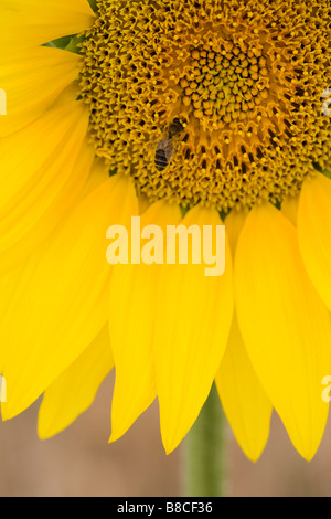 Close-up di ape su Girasole Foto Stock