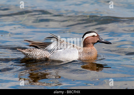 Männl. Knäkente (Anas querquedula) - Marzaiola drake- Foto Stock