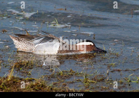 Männl. Knäkente (Anas querquedula) - Marzaiola drake- Foto Stock