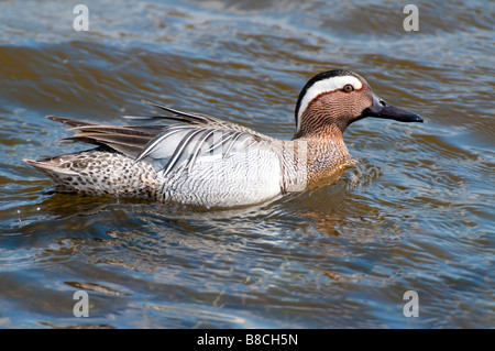 Männl. Knäkente (Anas querquedula) - Marzaiola drake- Foto Stock